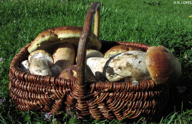 25460 champignons panier 2