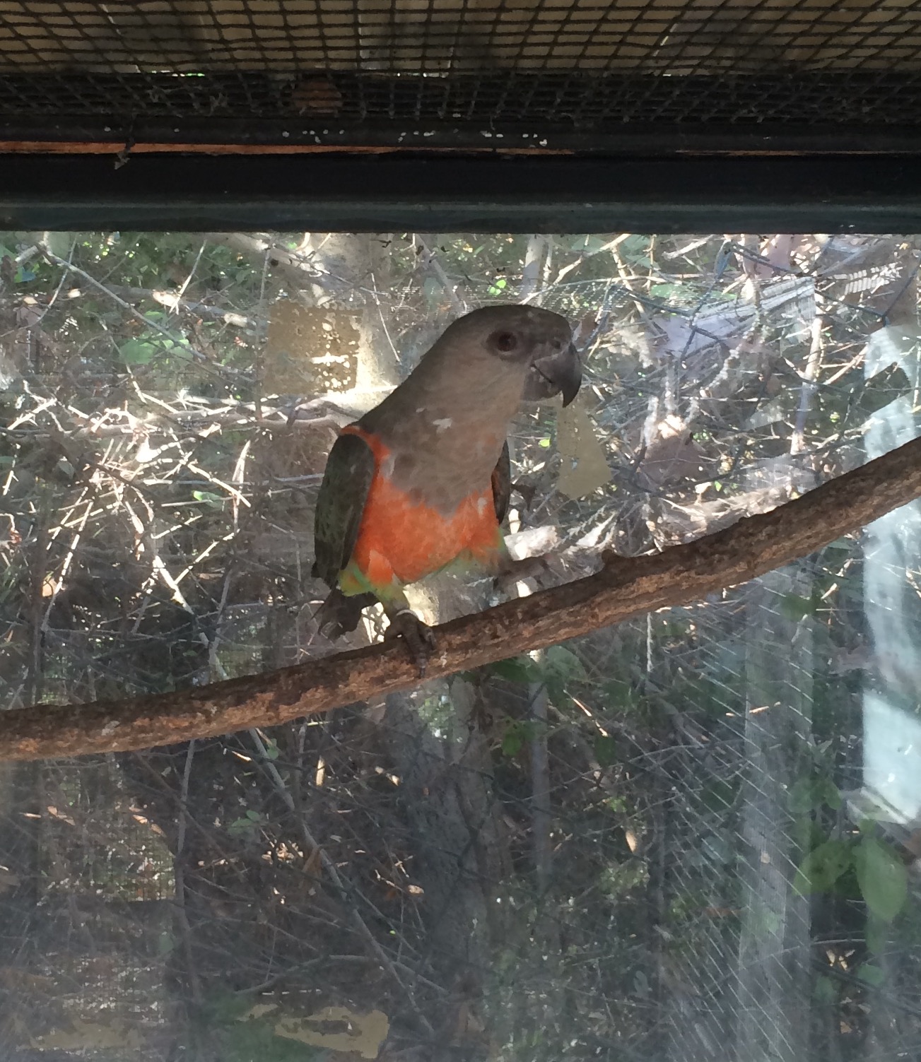 Perroquet à ventre rouge
