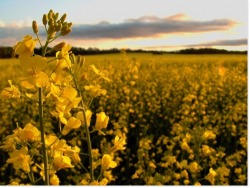 Vignes le soir
