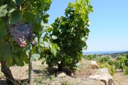 Vignes