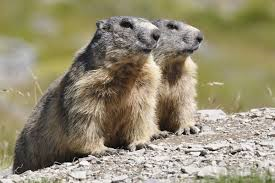 Marmotte