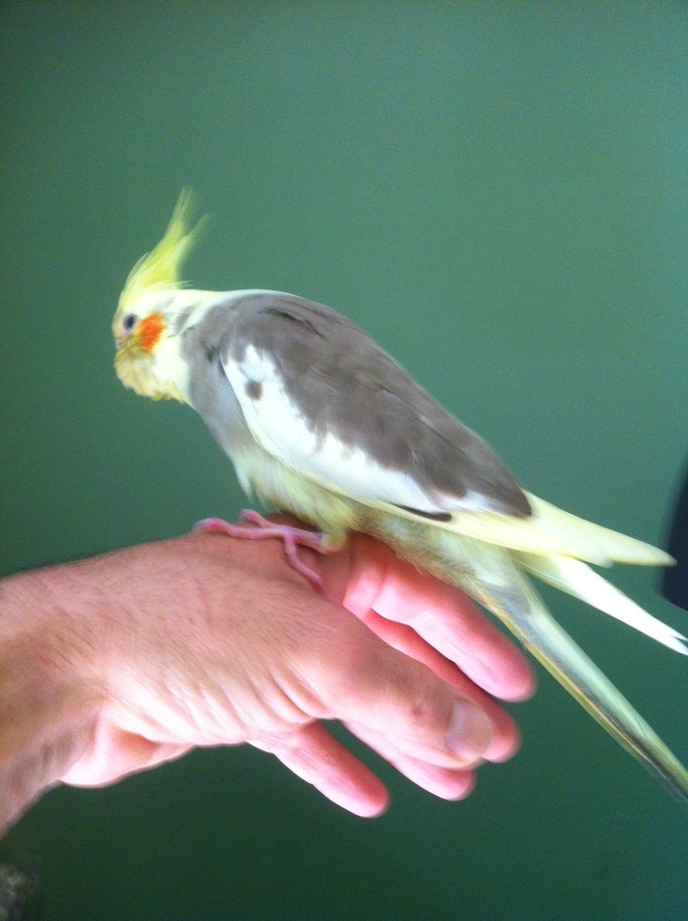 Jeune Calopsitte apprivoisée 

