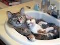 Chats
