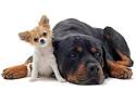 Petitetgrandchien