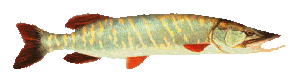 Brochet
