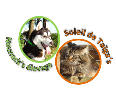 Logo vic
