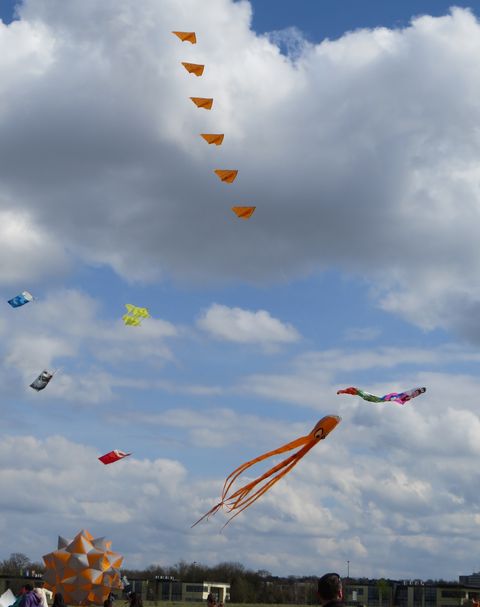 Img 3950