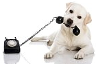 Chien tel