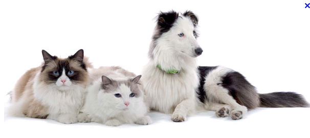 Animaux de cie 1PNG