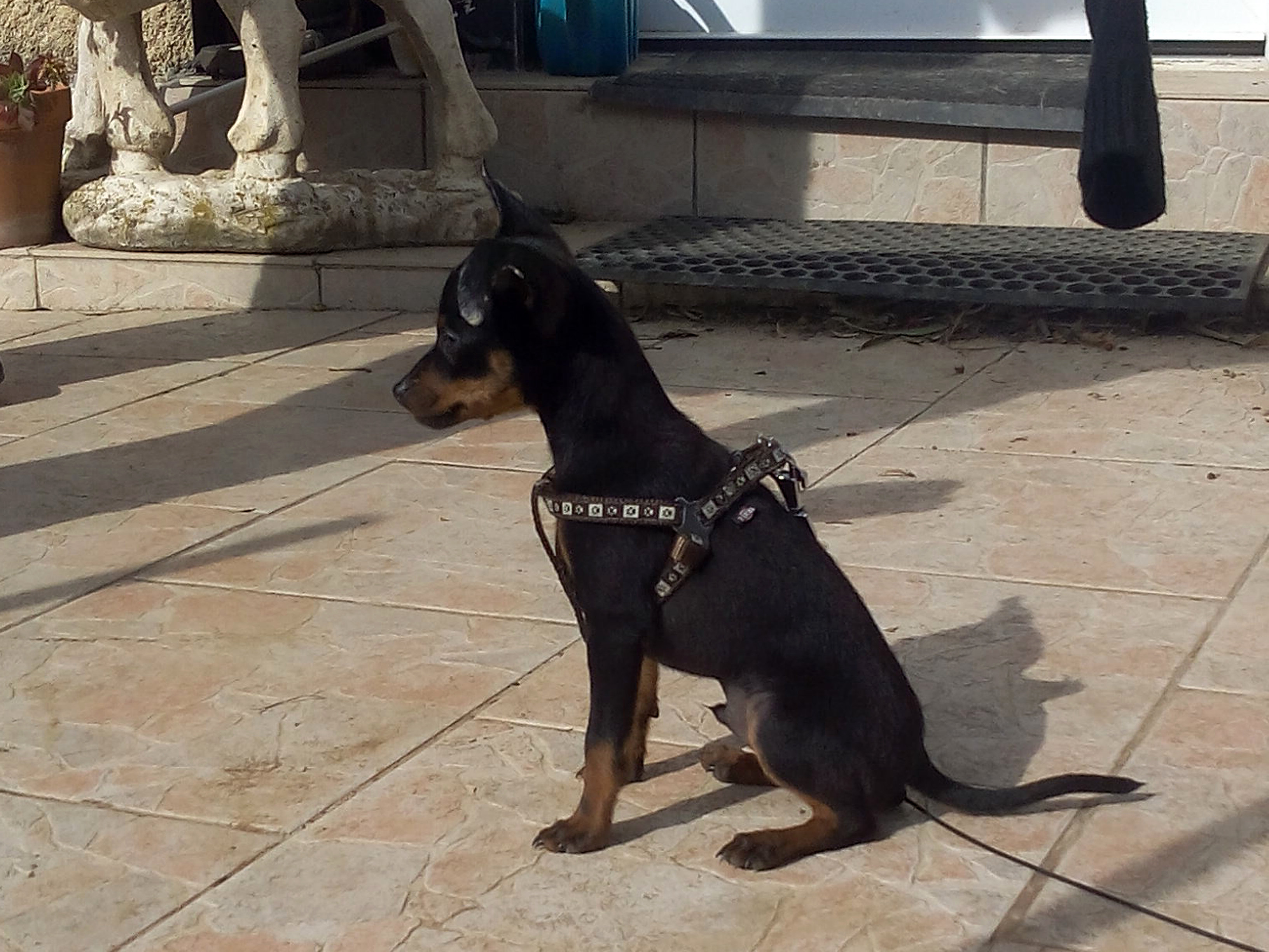 Jeiko pinscher nain 3 mois