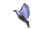 Colombe