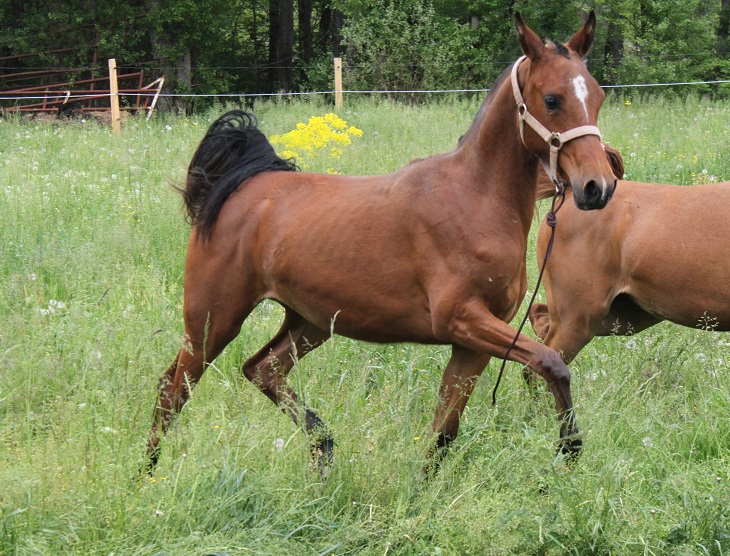 Electra et energie mai 2015 18 copie