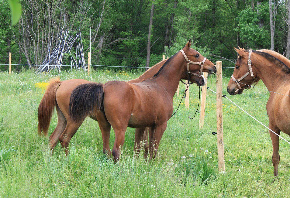 Electra et energie mai 2015 9 