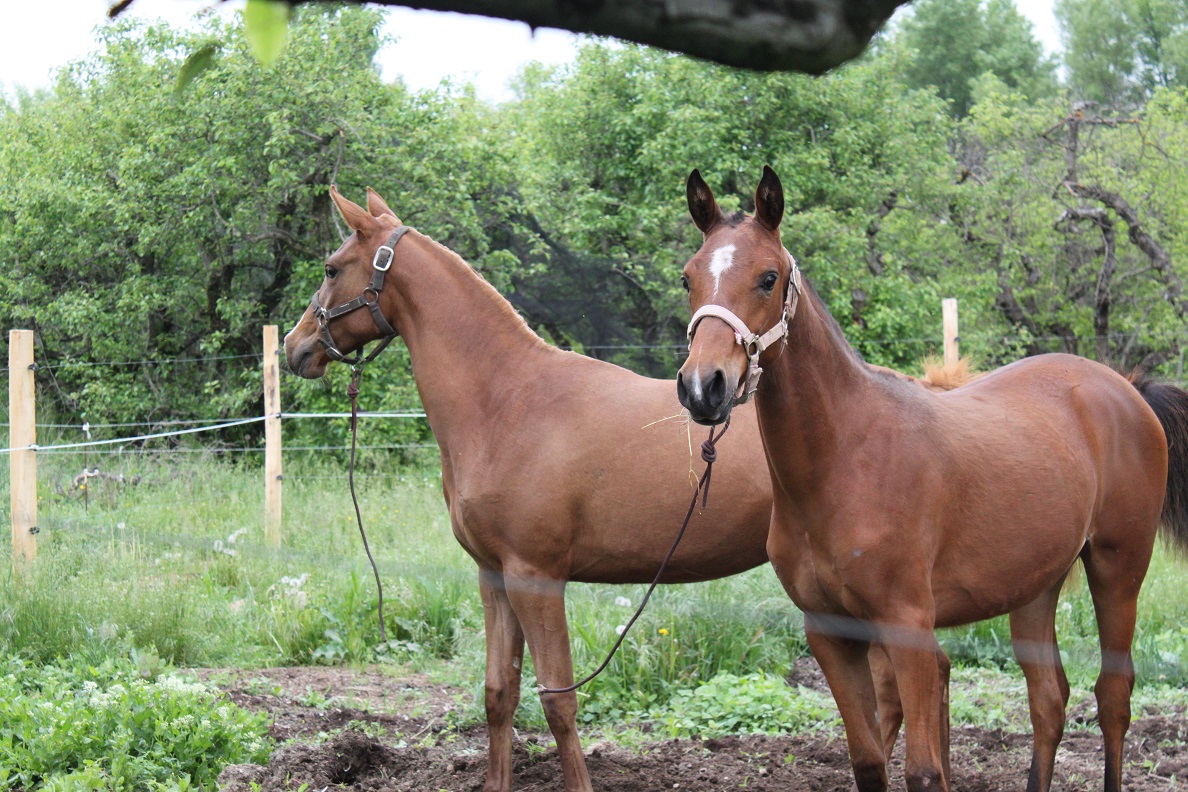 Electra et energie mai 2015 17 