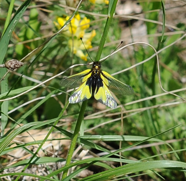 Libelloides coccajus courriel 