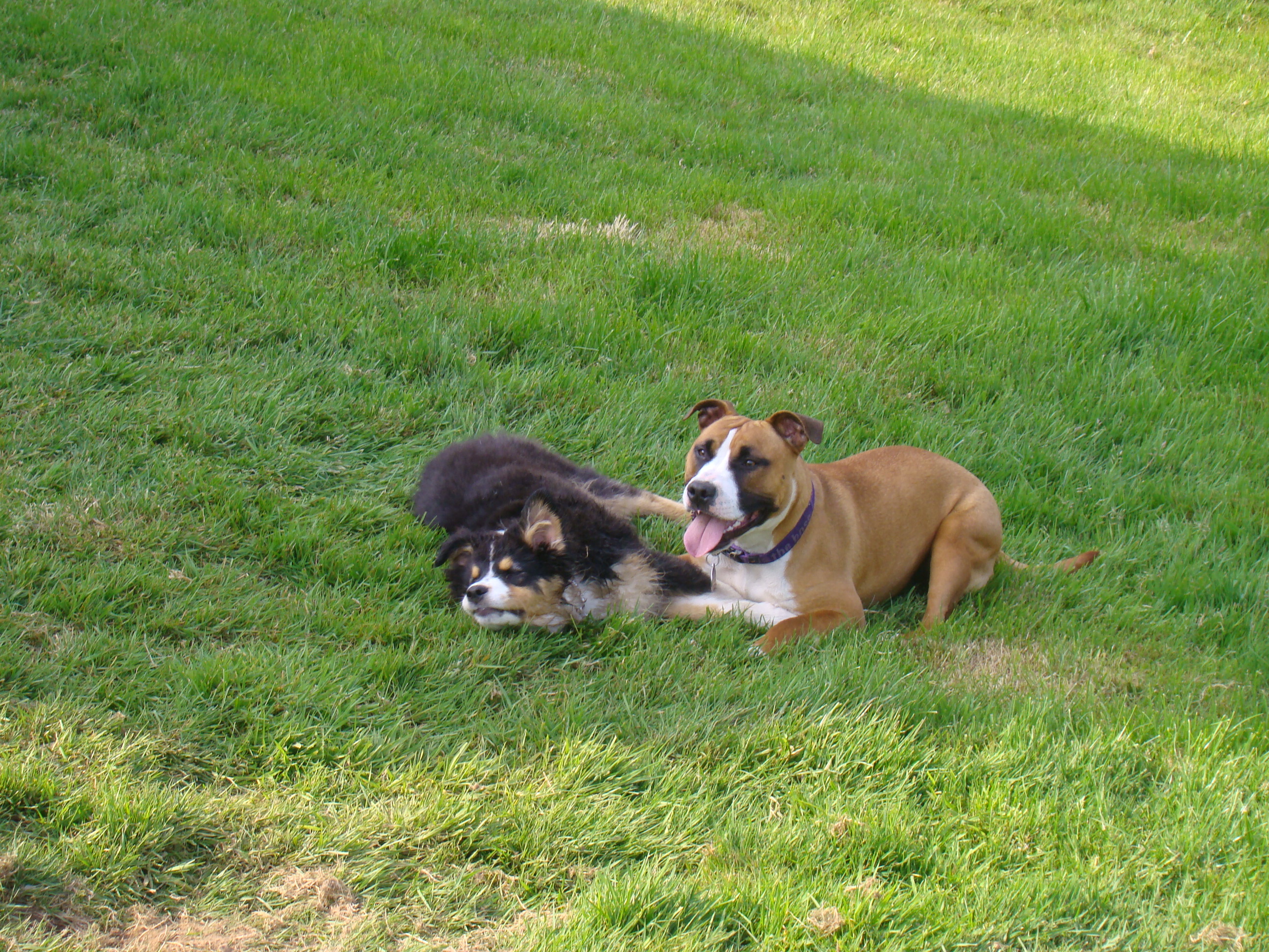 Expo et les chiens 015