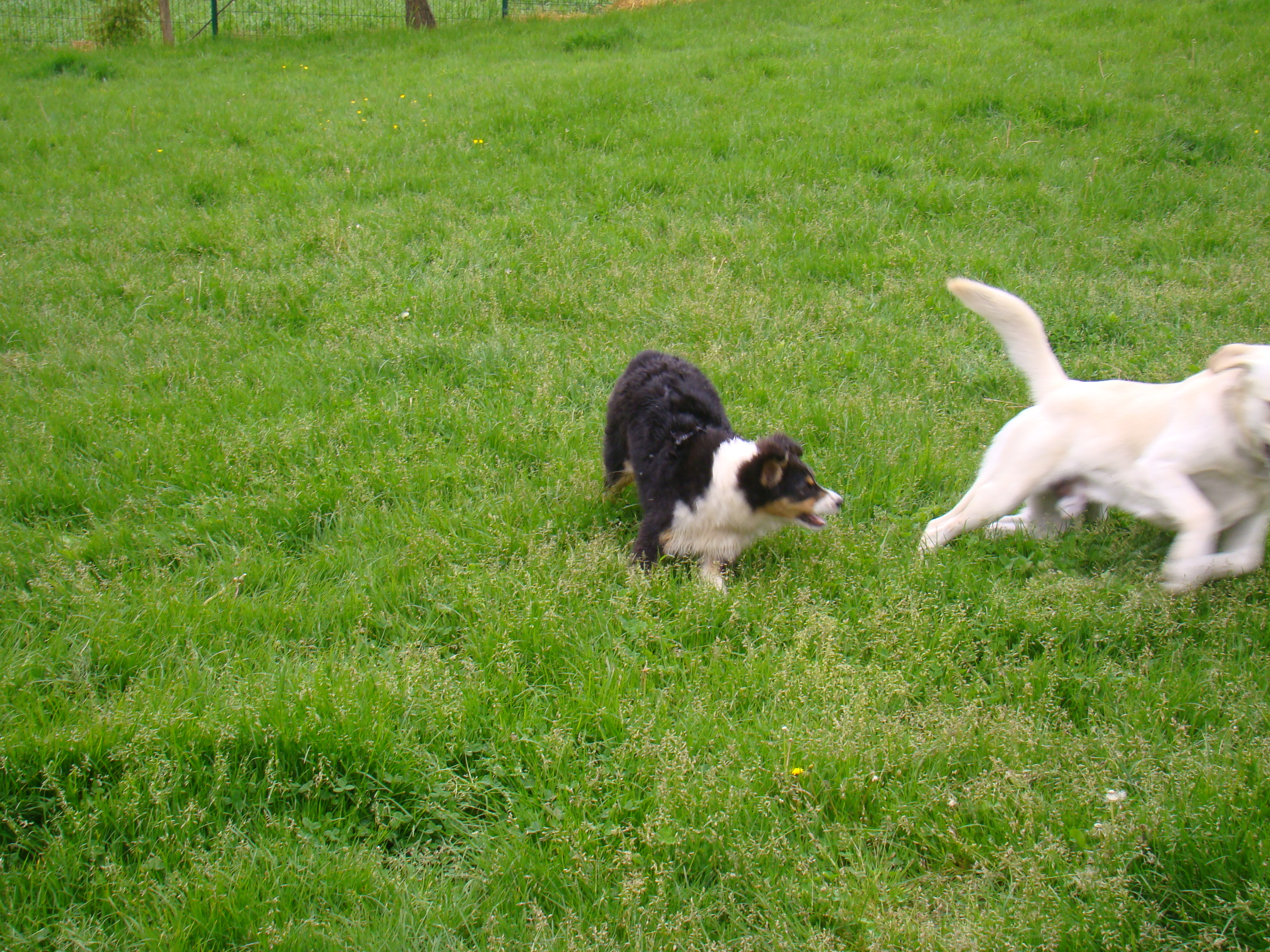 Expo et les chiens 061