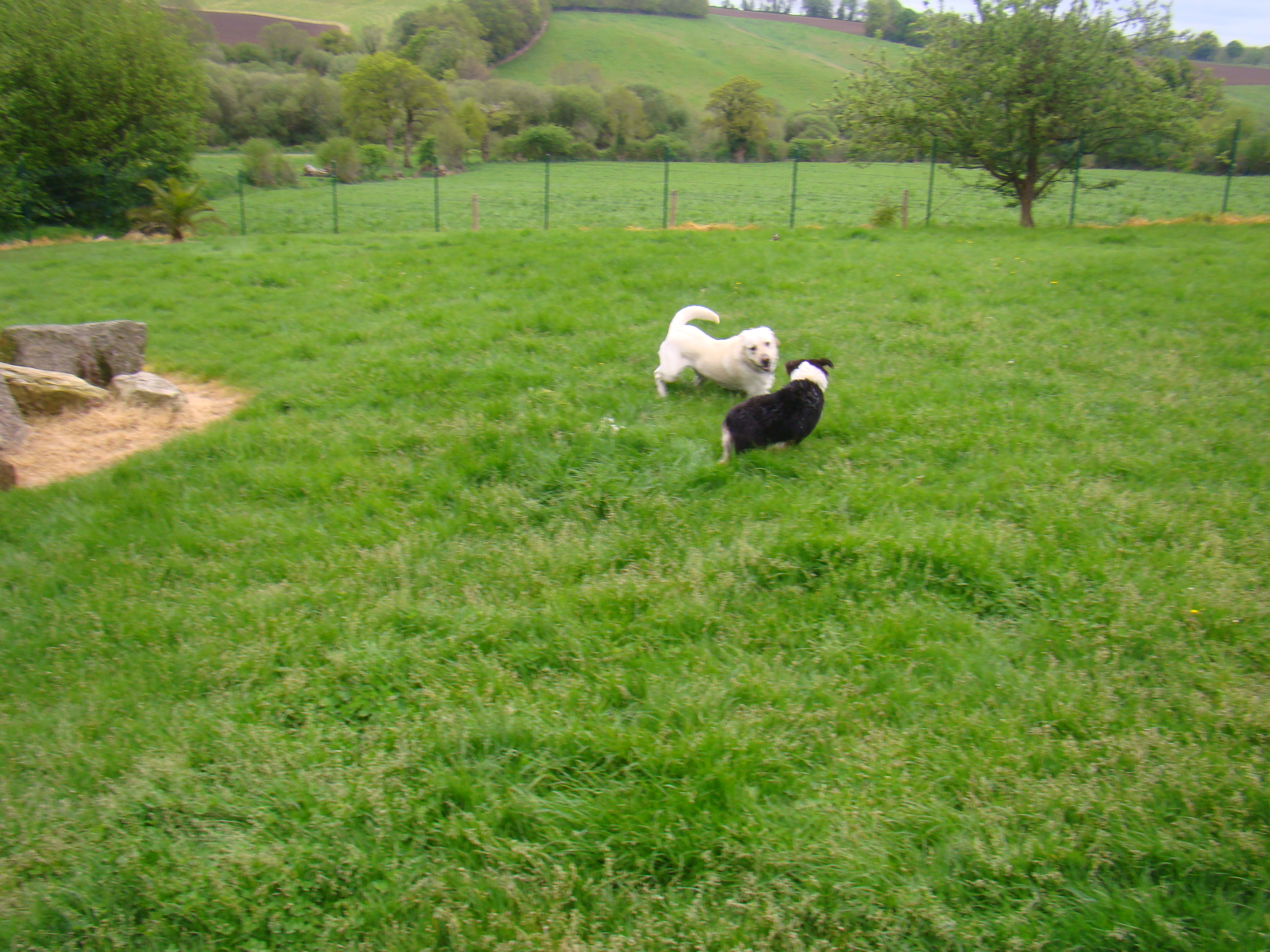 Expo et les chiens 060
