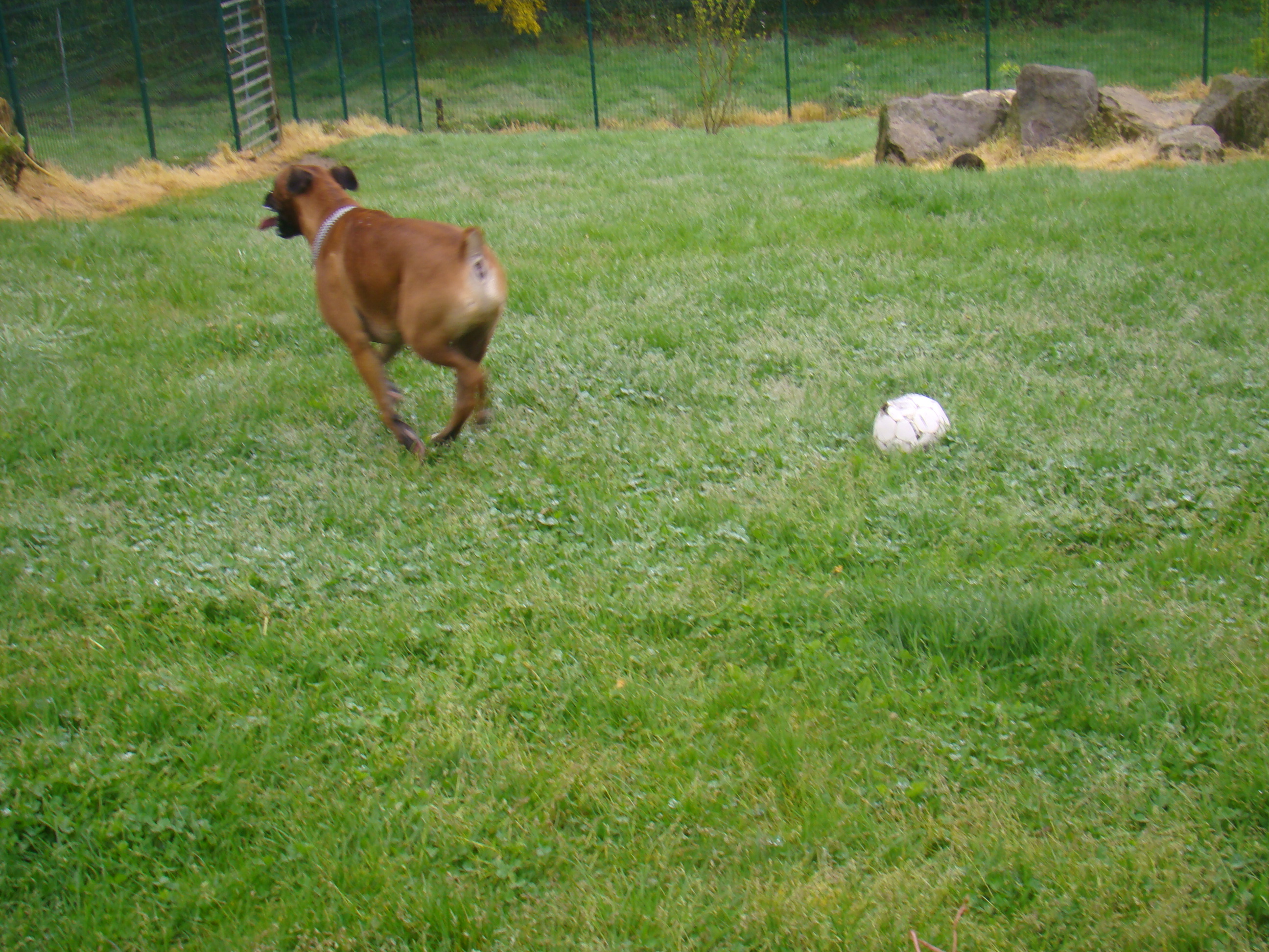 Expo et les chiens 051