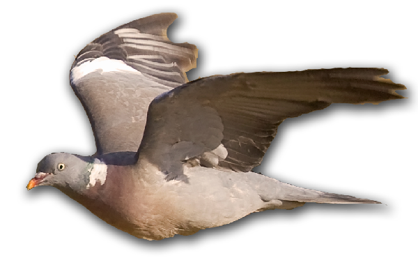 Pigeon