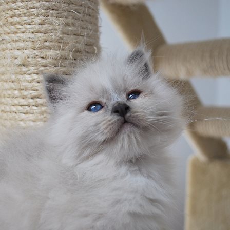 Chaton bleu