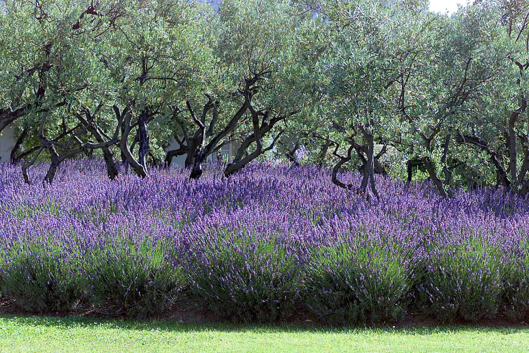 Moustiers lavandes oliviers