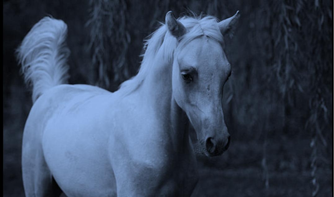 Ecurie deloudjild