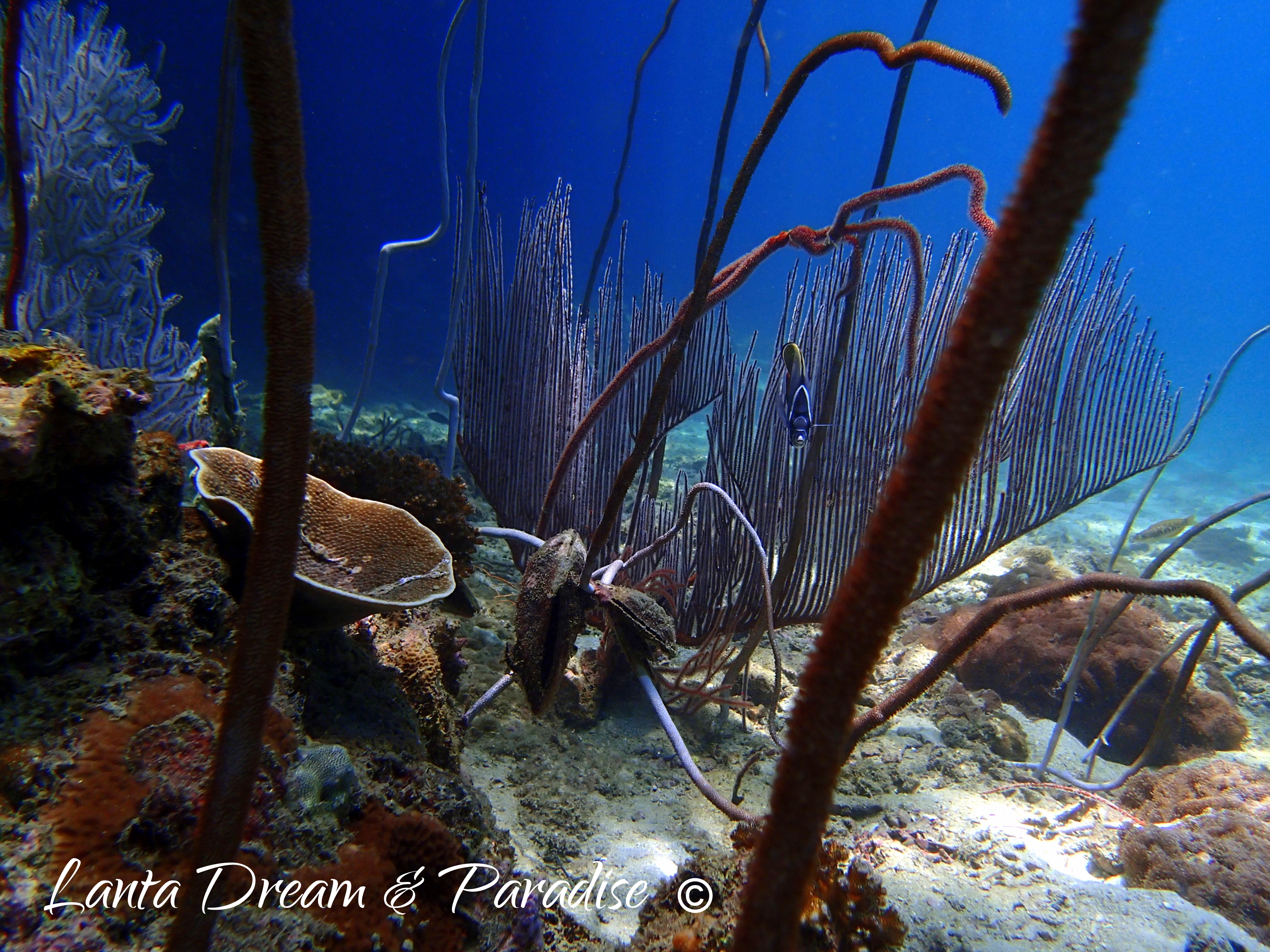 Underwater