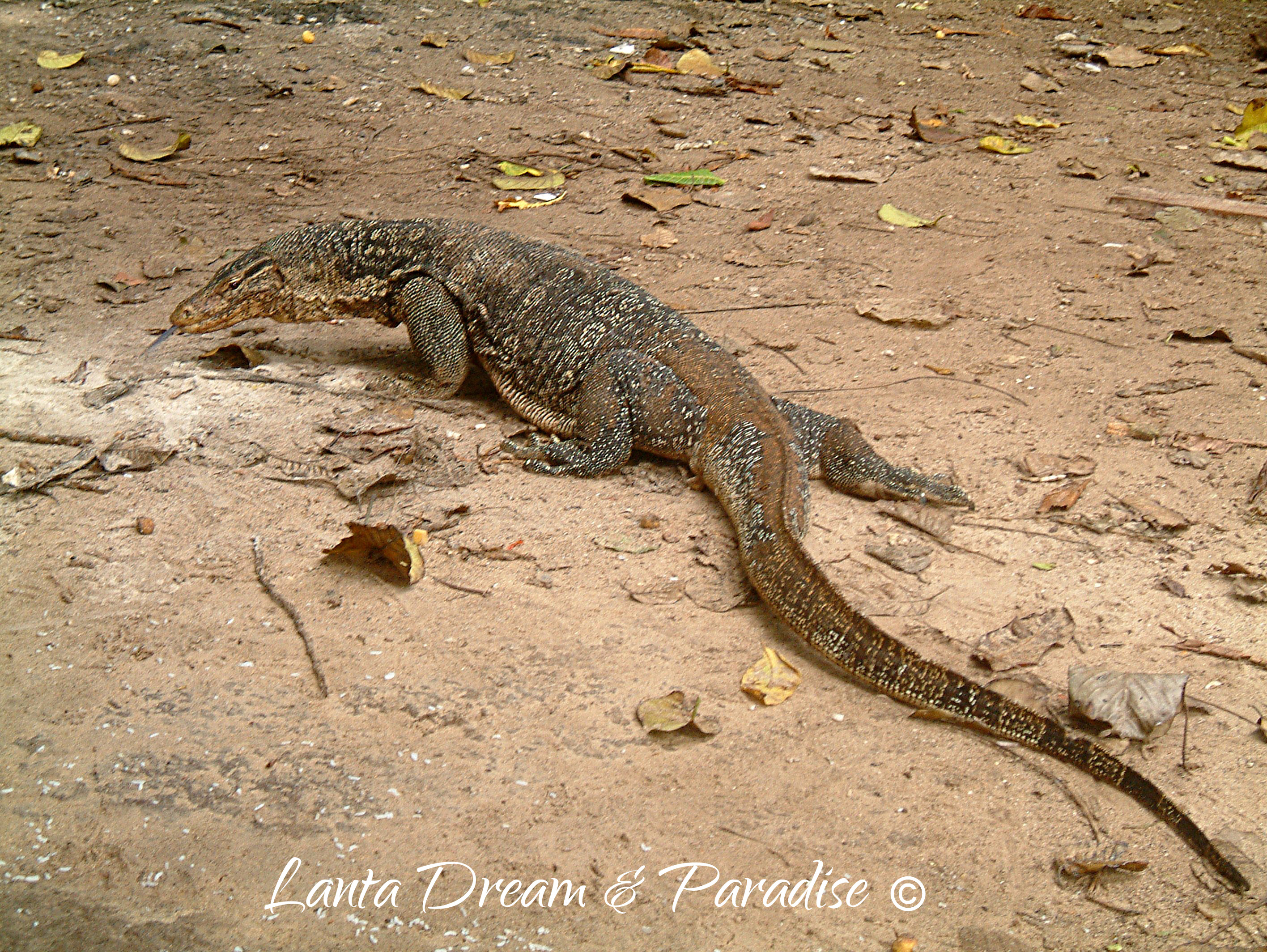 Monitorlizard