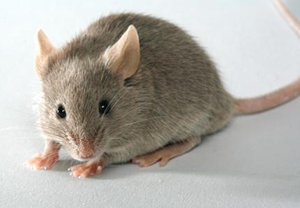 1001 souris a