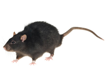 Photo rat noir 3