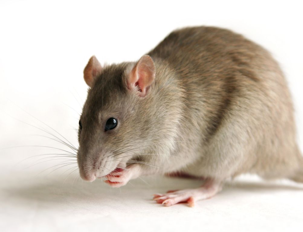 Ratb