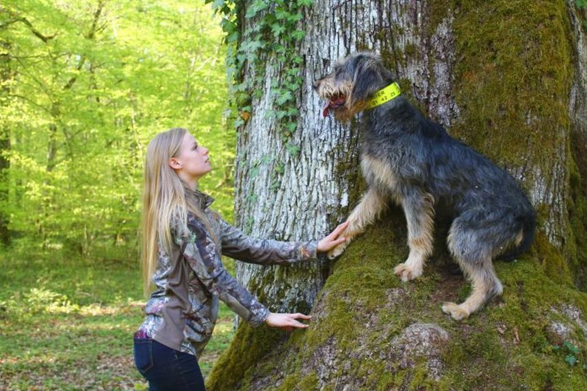 1er prix 2015 amour des chiens