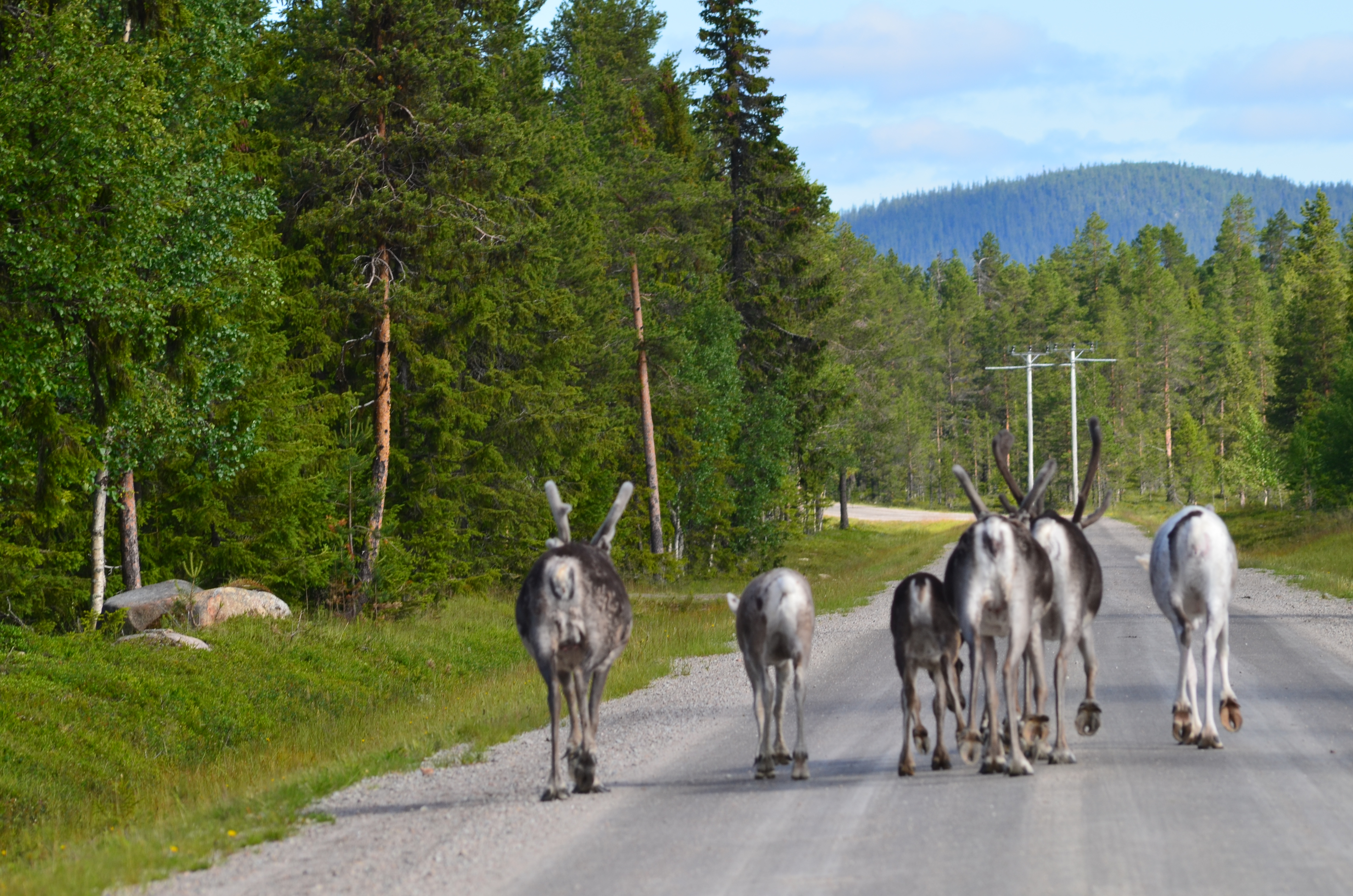 ETAPE 9 Blattnicksele (Suède) - BODO (Norvège)