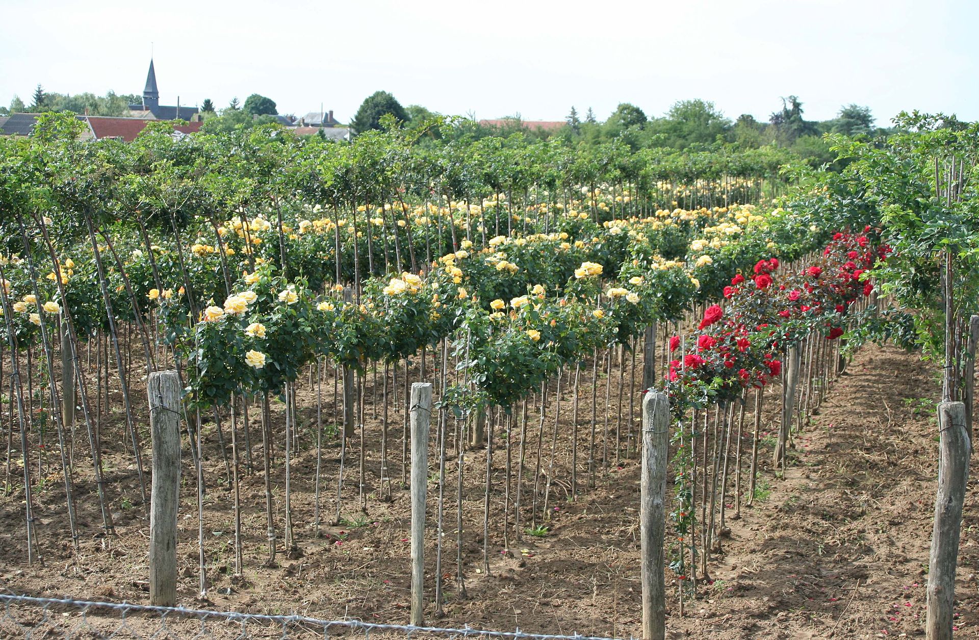 PÉPINIÈRE DE ROSIERS-TIGES EN ATTENTE  DE PLANTATION DANS LES ESPACES VERTS DU VILLAGE (Illustration)