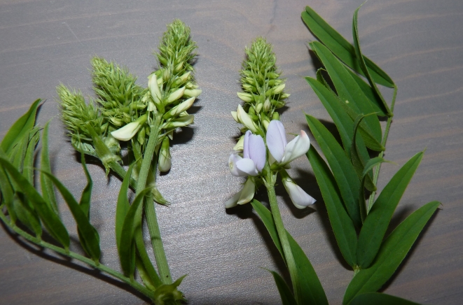Galega