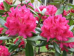 Rhododendron