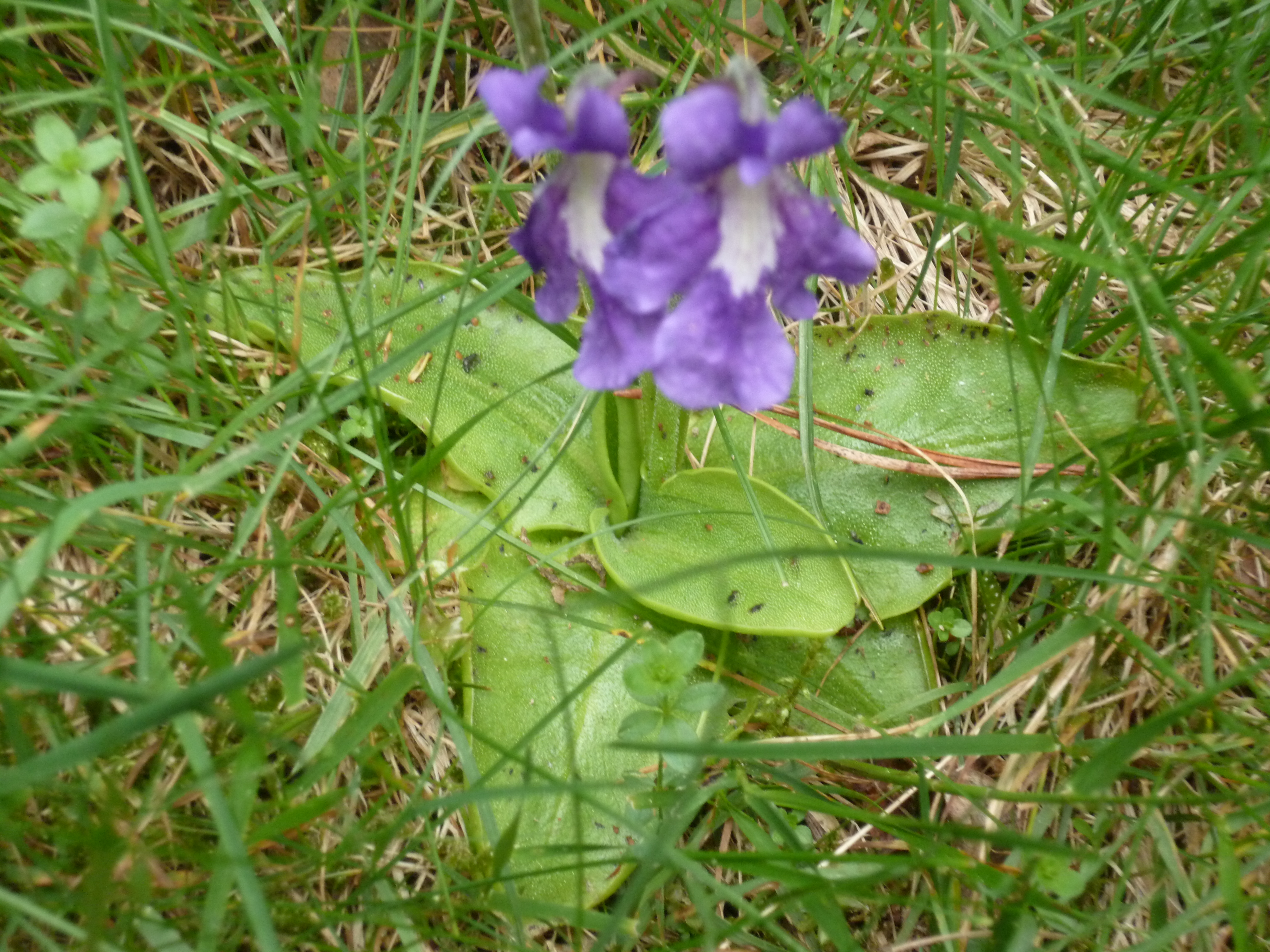 P1000608