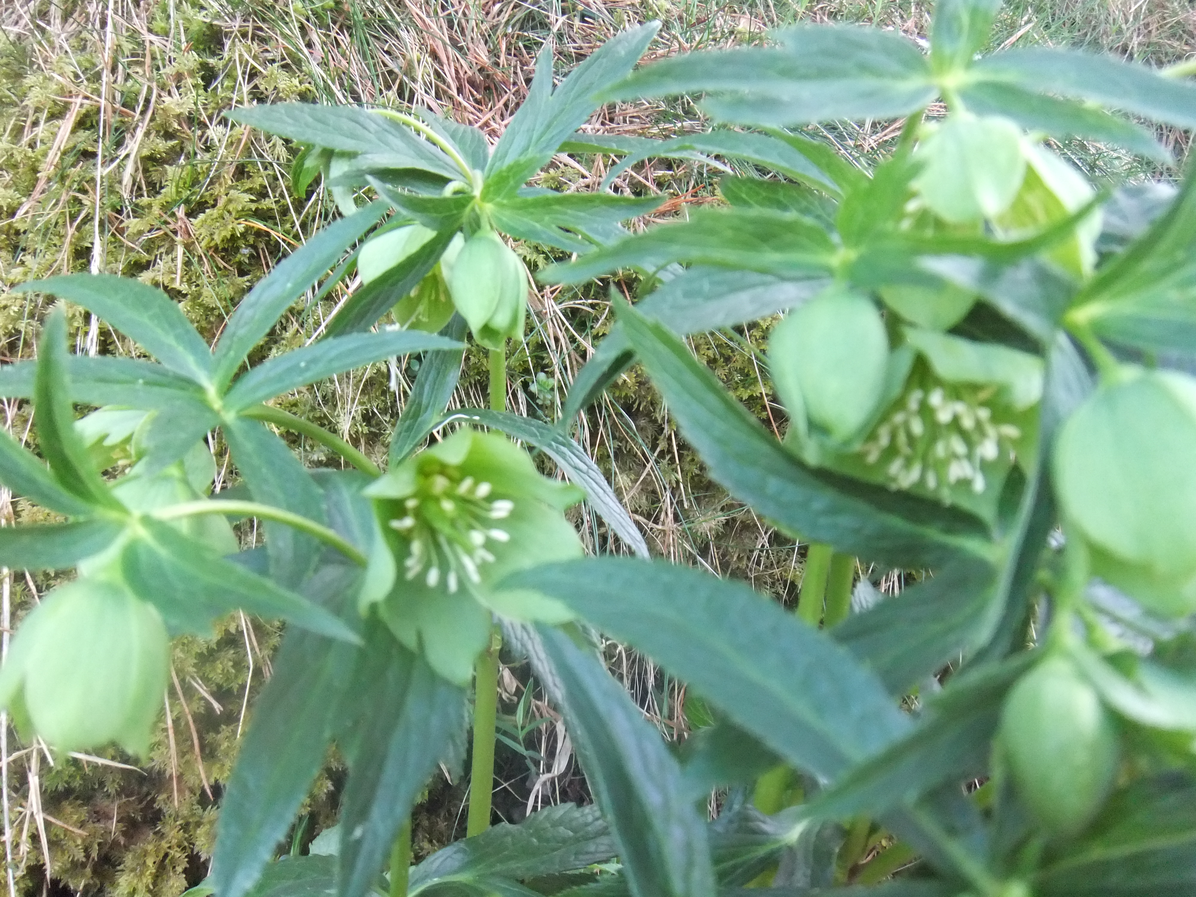 Hellebore fetide f renonculacees 