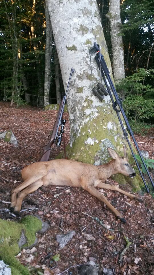 Jeune Brocard prélevé en tir d'été