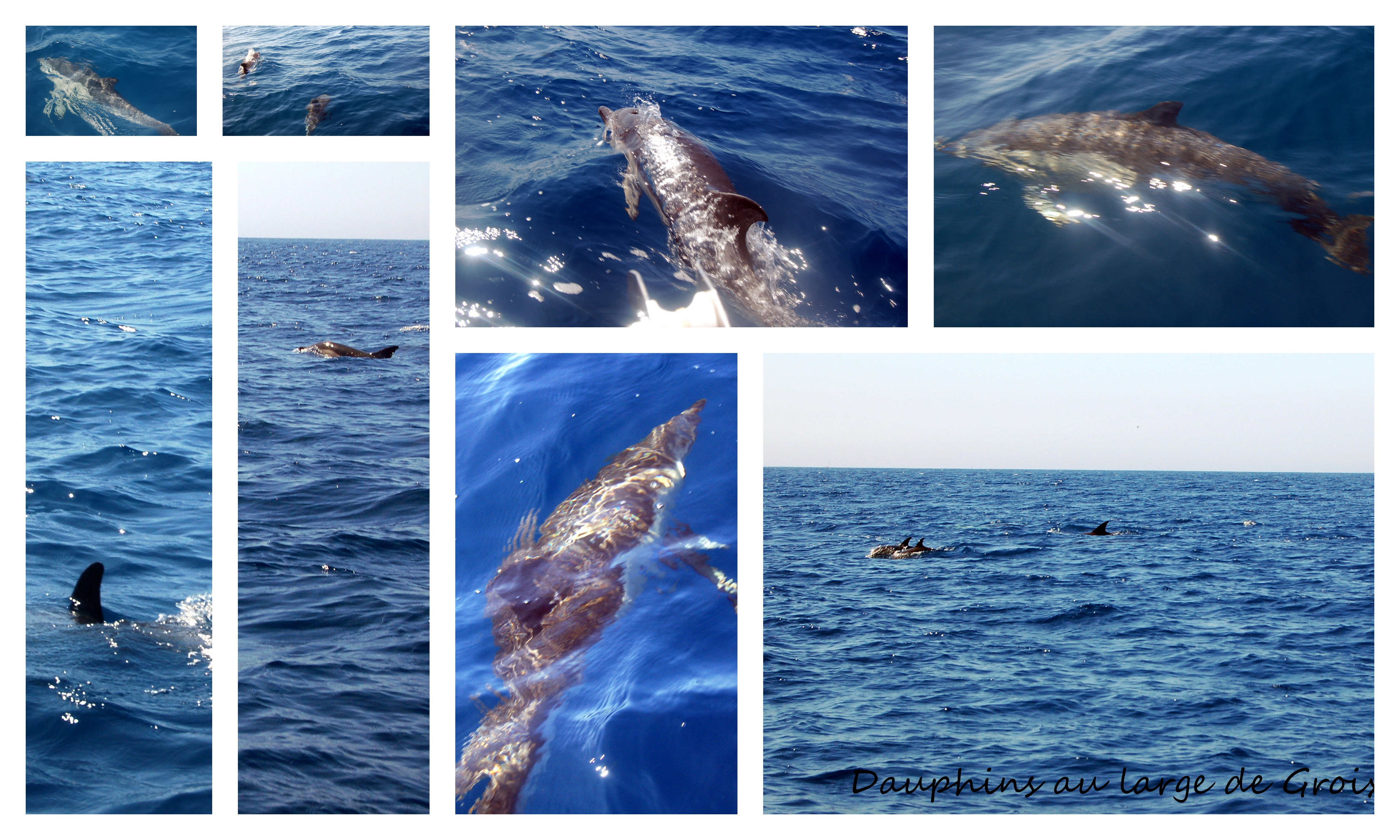 Dauphins juillet