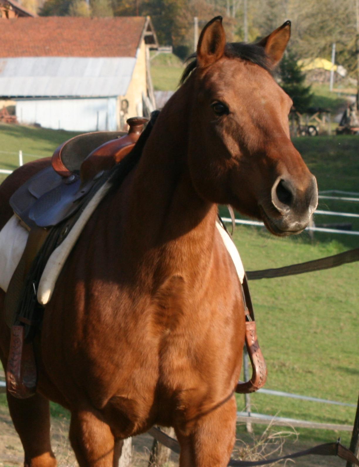Tennessee Portrait