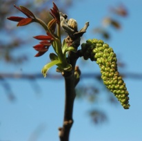 Grenoblepollen