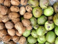 Grenoblerecolte