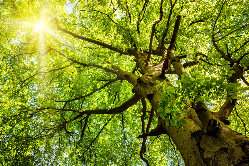 Fotolia arbre