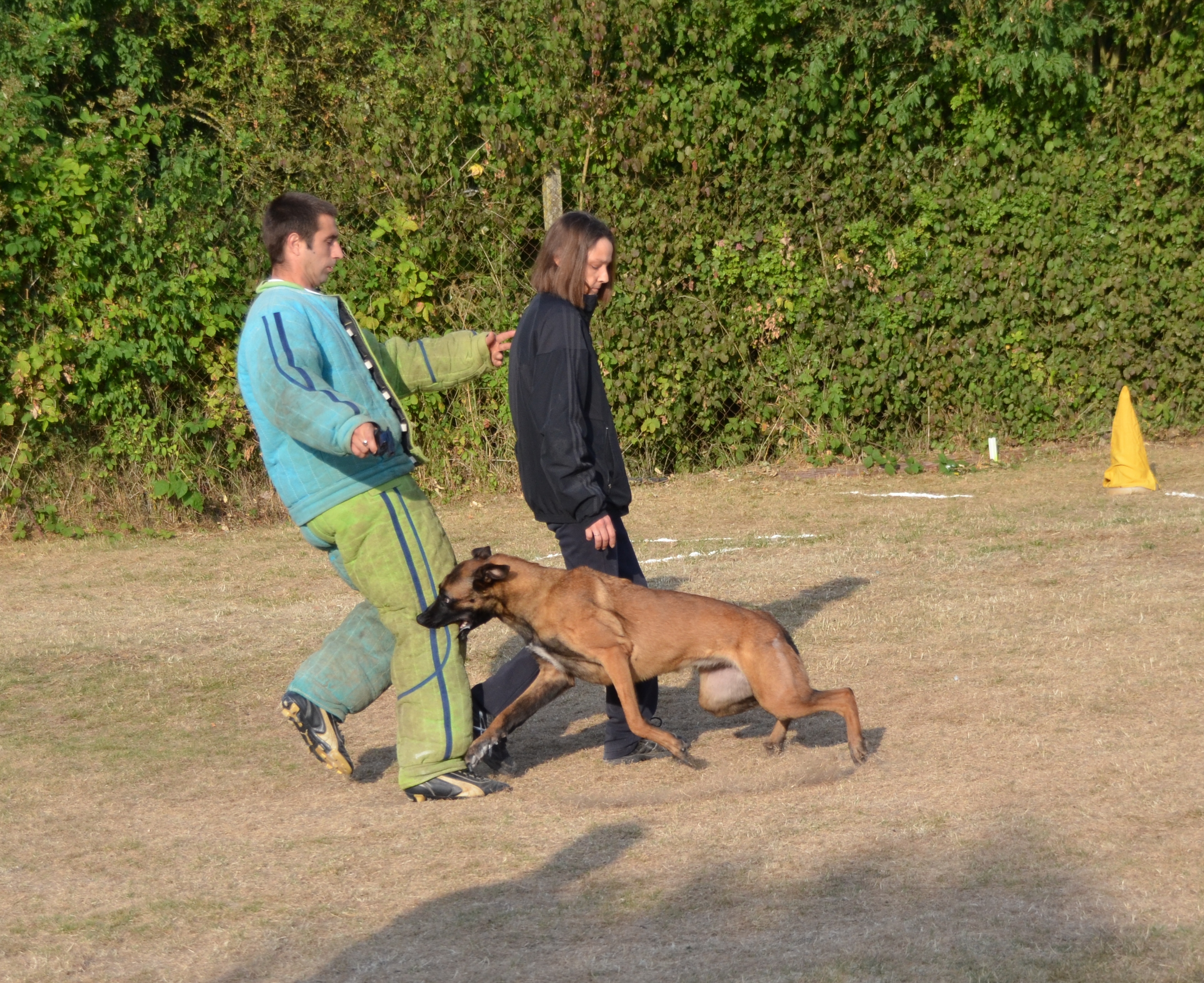 Brevet de chien défense. Hety à Gaelle Pierrelaye 07/2015