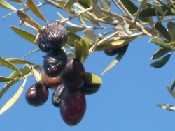 A1px2evgrstvbzi vca8cksmhfg