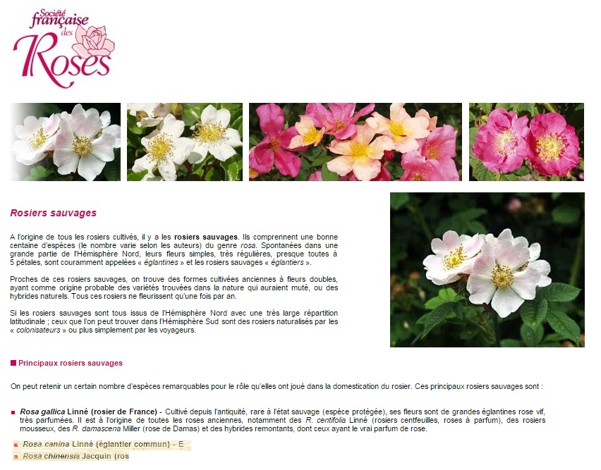 Rosiers sauvages