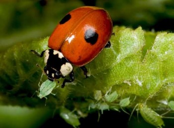 Coccinelles contre pucerons 350x258
