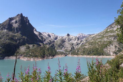 Epilobes bordant le lac d'Emosson